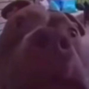 D.O.O.G