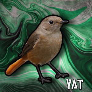 UCCELLETTO YAT