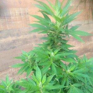 Yo tengo una planta improvisación - Zezé de reggaestyleee 