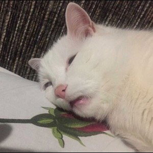:')