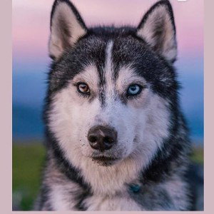 husky