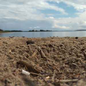 мы в ответе за тех кого приручили