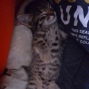 мой котёнок