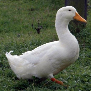 Duck