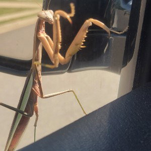 praying mantis skillz