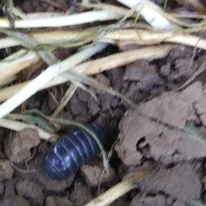 isopods
