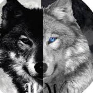 like wolfe bish