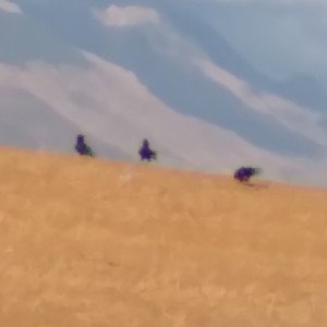 hak dak 