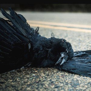 DEAD crows can't BAWK