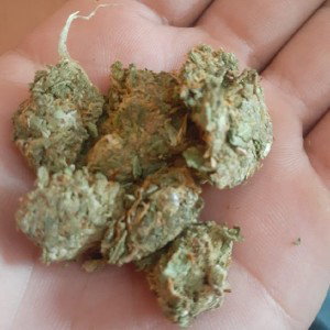 humo de mota 🤯