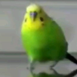 PATY