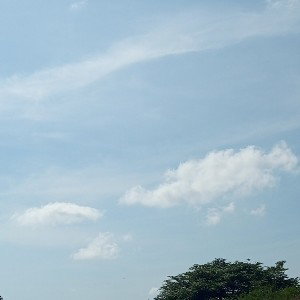 Rimas