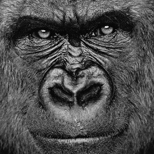 MACACO