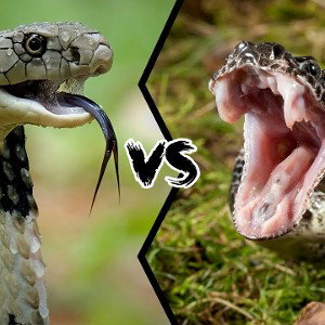 HOLLOW G SNAKES