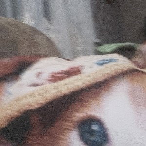 хуй
