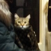 Кот вася