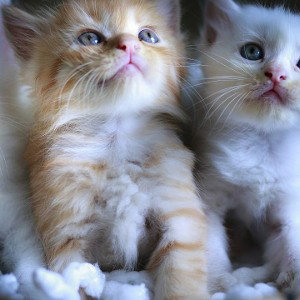 Котики (мууррр)