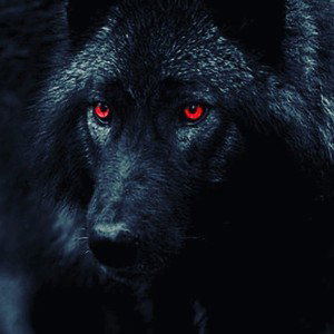 Los lobos negros