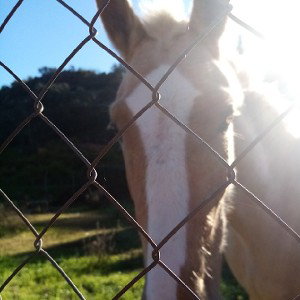 Animales al poder 