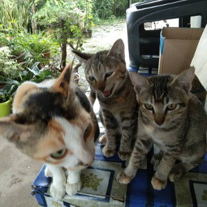 cat music