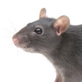 Rat Colt