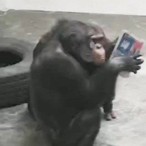 MC Monkey Gang