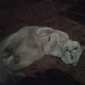Соня
