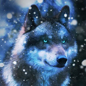 Black wolves