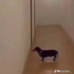 The dog