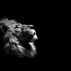 Princes de la nuit