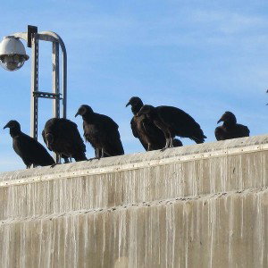Black buzzard crew