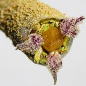 BluntGang