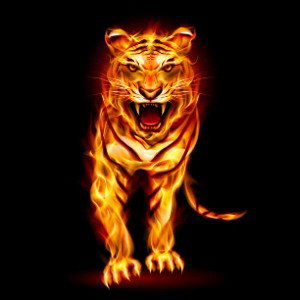 Flaming tigers