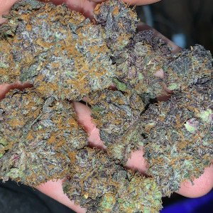 BLaZE SqUAd
