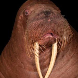 GANJA$LOTH$