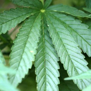 Weedflow