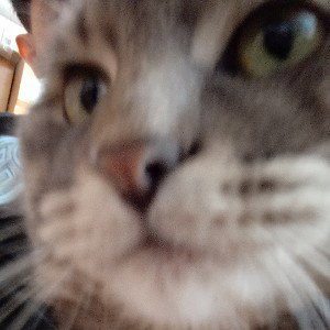 КОТИКИ