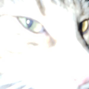 Hi bye