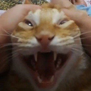 Top cats