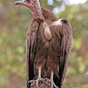 Vultures 