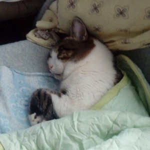Котики муркотики