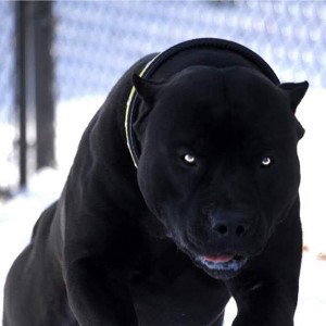Animal Related