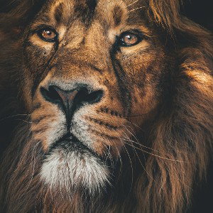 King richerd