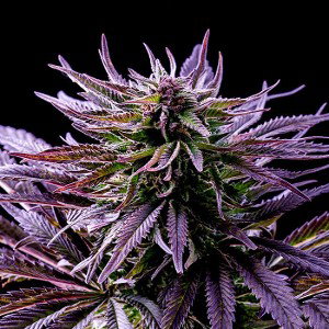 PLAT!NUM PURP ENT.