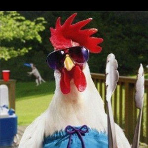 Clan poulet 