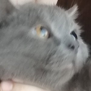 Котики мурсики
