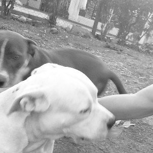 Los dogy dogy