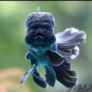 Gold fish