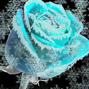 Ice And Roses