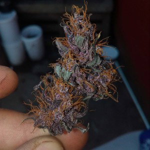 Cannabis Love